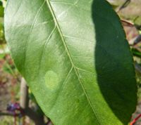 Patch after clamp removal