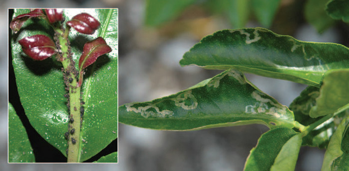 Hojas enrolladas de cítricos