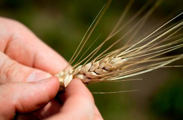 grano de calidad producido con Yara