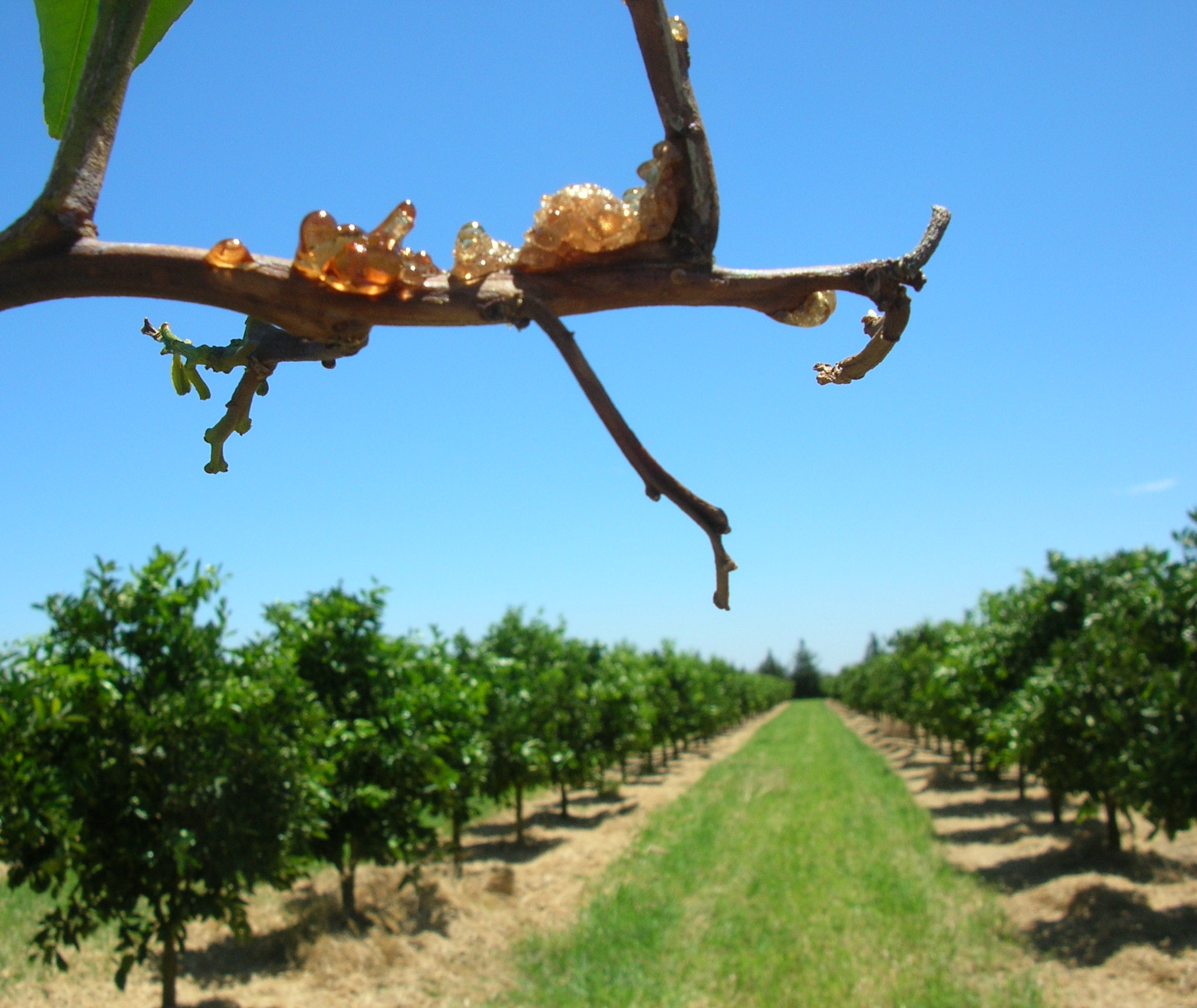 Gomosis en cítricos