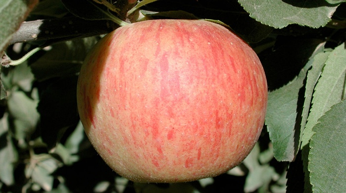 abonos, yara, abono, manzana