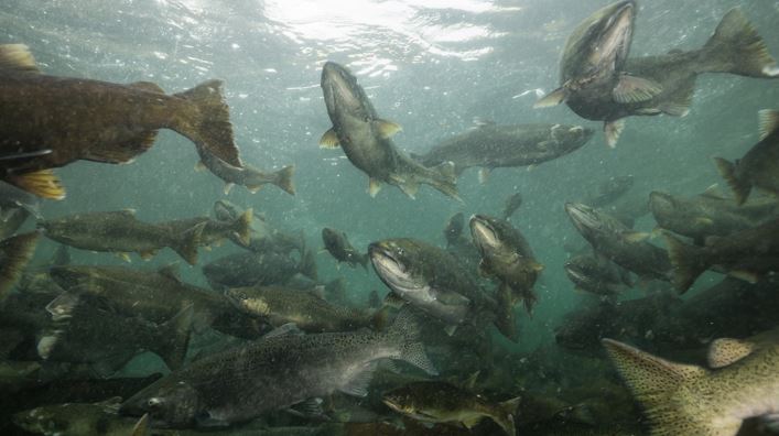 Salmon