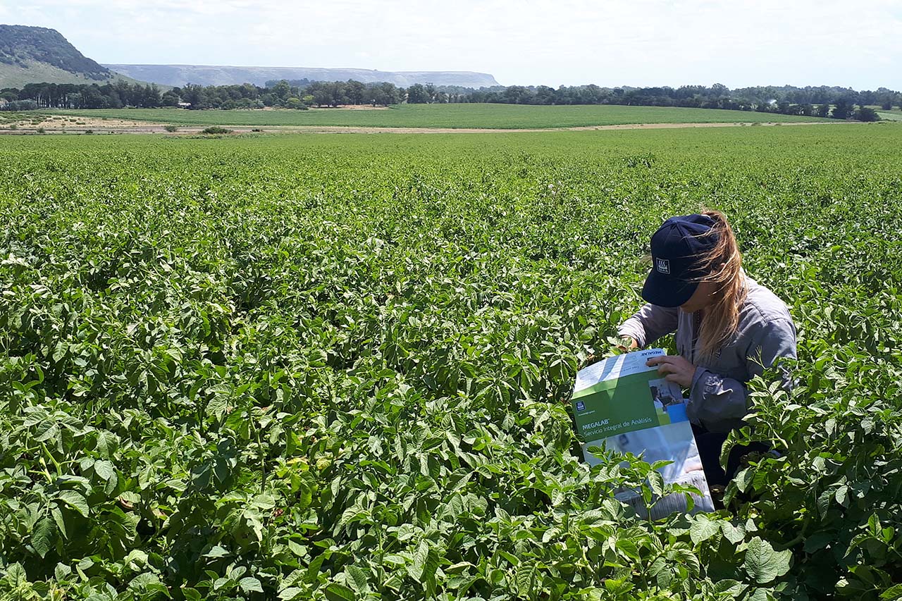 Amoniaco renovable: fertilizantes sostenibles para una agricultura baja en carbono – Revista Campo